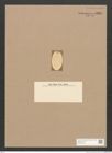 Diatomeae indet. Zeichnungen Sammlung Grunow Nr. 3301 (NHMW-BOT-W0370792)